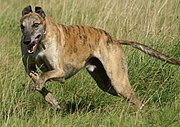 A male brindle Greyhound