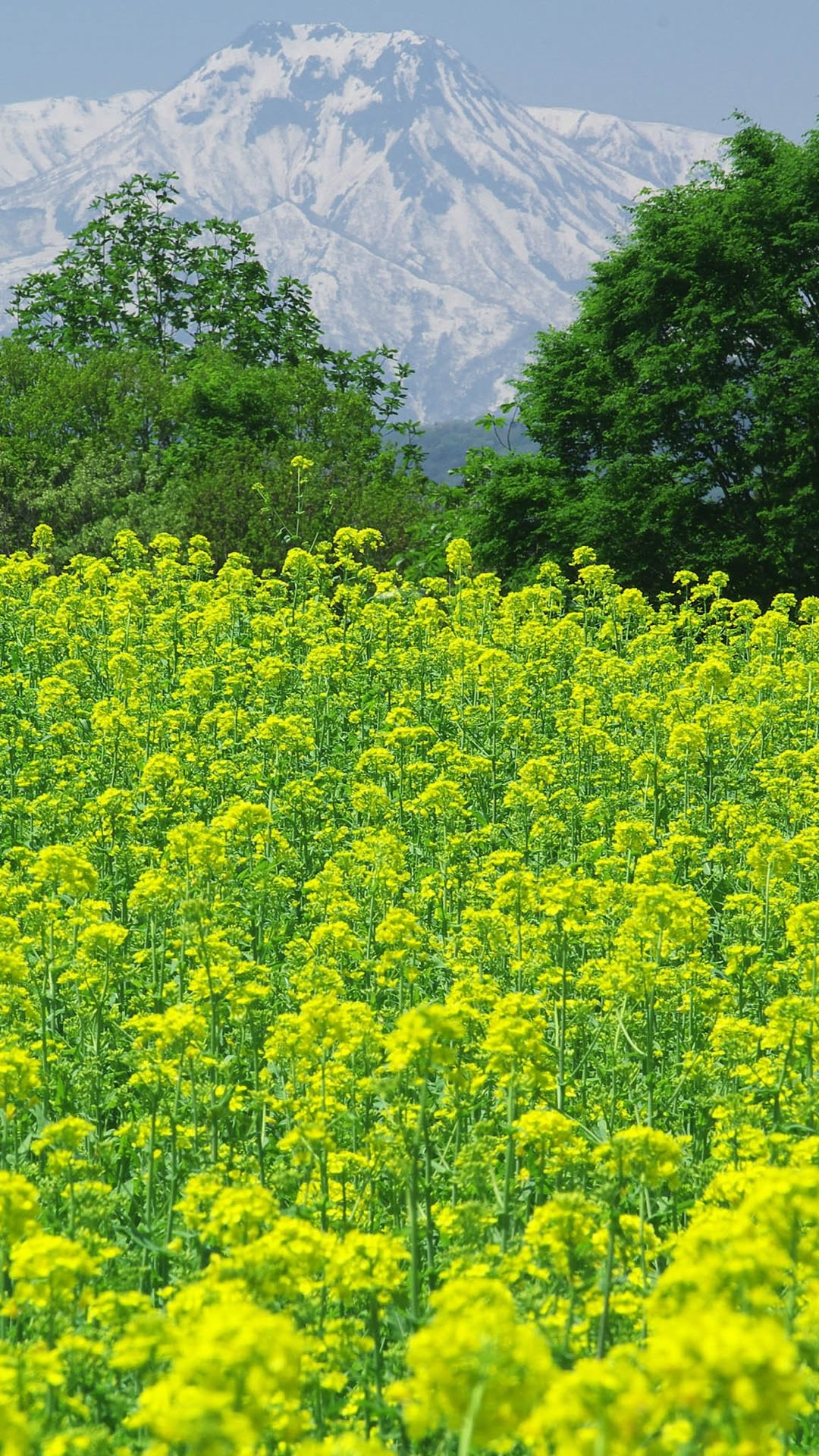 Pemandangan hijau taman bunga wallpaper sc Android Pemandangan hijau taman bunga wallpaper sc Android