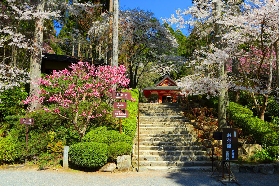 三千院 桜