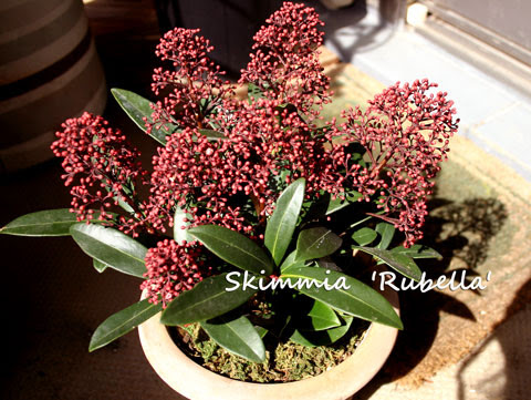 ベランダでバラのコンシェルジュを目指して バラの鉢土に見た無数の白い虫 今の花