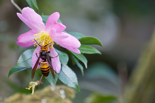 Beauty and the beast - Japanese Hornet