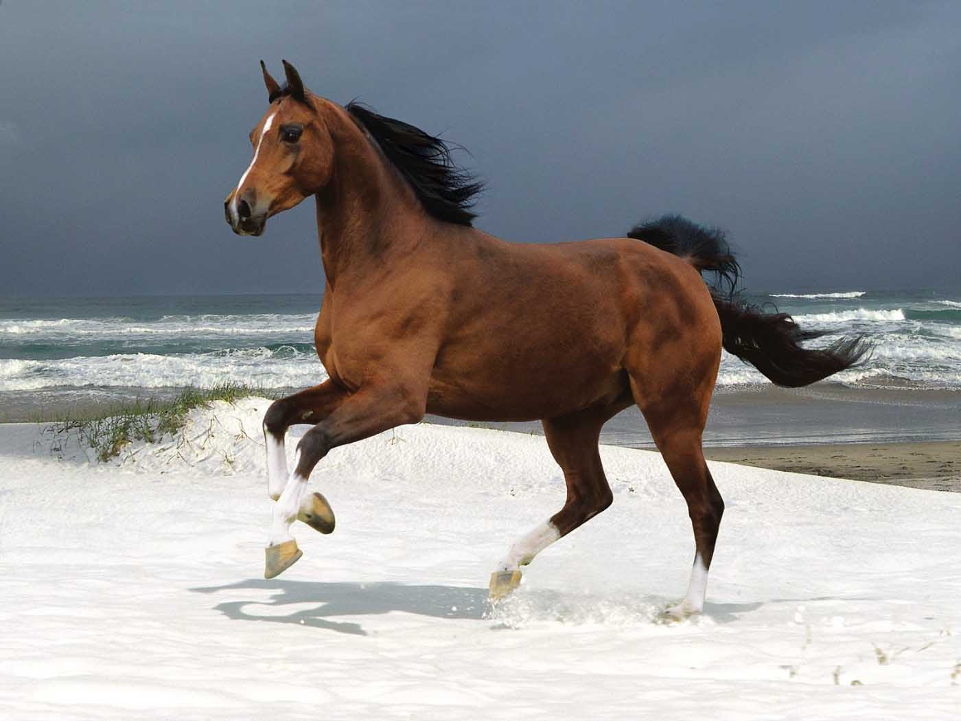 A Horse On The Beach