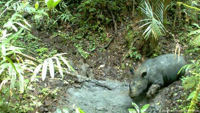 'Two-horned Sumatran rhinoceros (Dicerorhinus sumatrensis) ´Photo: Jamal Gawi, Leuser International Foundation