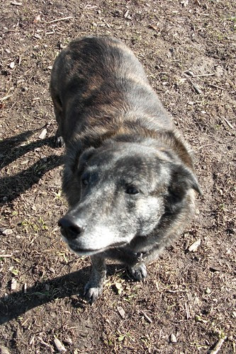 dog park Nov. 3-13