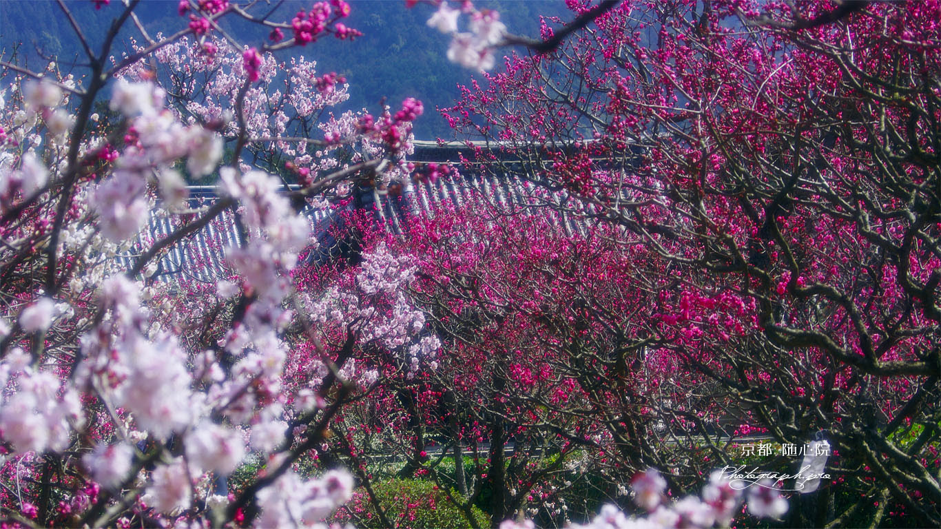 随心院はねずの梅 の壁紙 1366x768