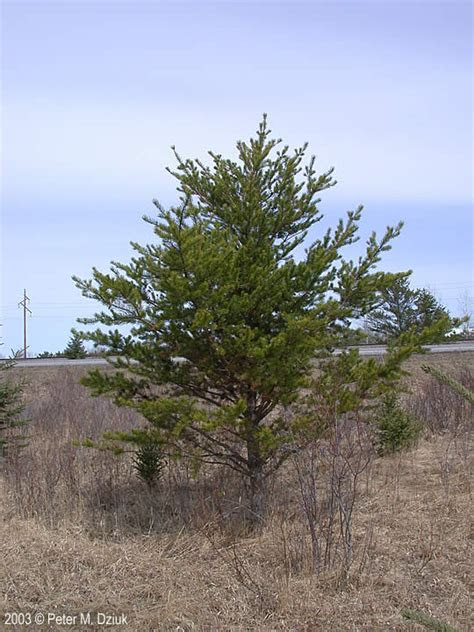 Late summer or early fall is the optimum time to plant trees in many areas. Pinus banksiana (Jack Pine): Minnesota Wildflowers