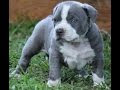 √ Télécharger pitbull bebes perritos tiernos 184078