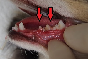 犬 歯科症例 たにぐち動物病院 吹田市 千里丘 茨木市 犬 猫 歯科 予防接種