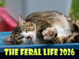 2026 Feral Cats Cover