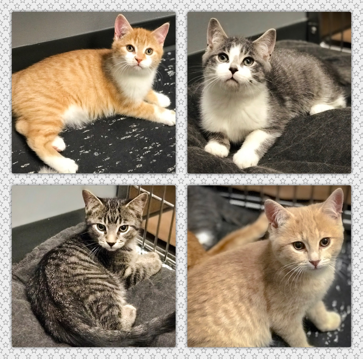 Adoption Clinique Veterinaire Valmont