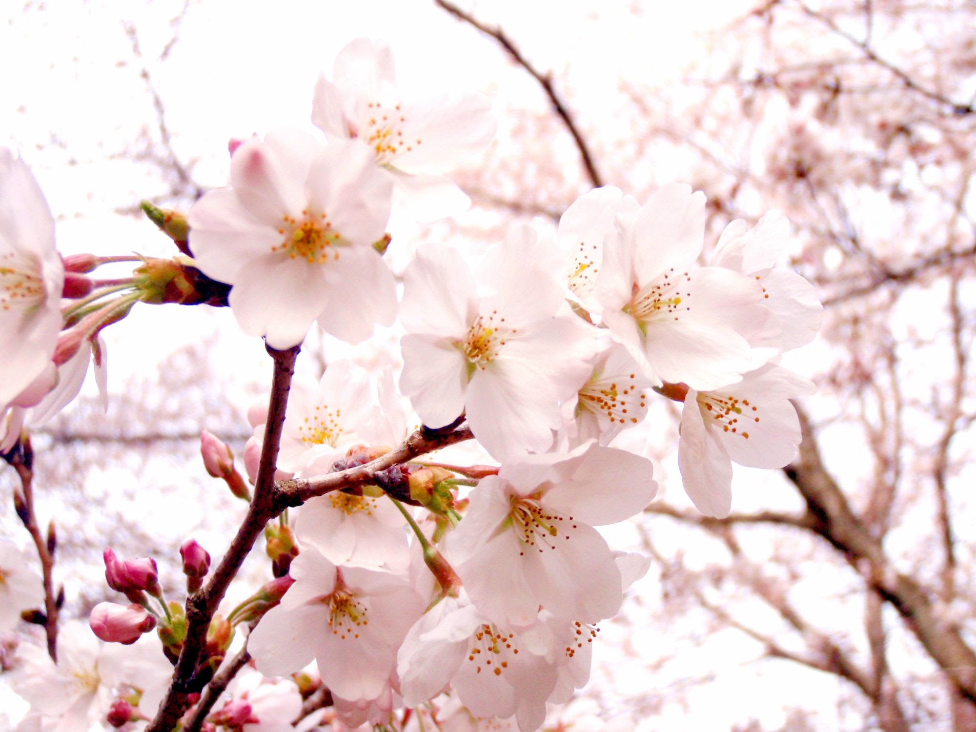 全国匂い桜スポットまとめ 桜の香りの驚きの健康効果とは きになるうさみみ