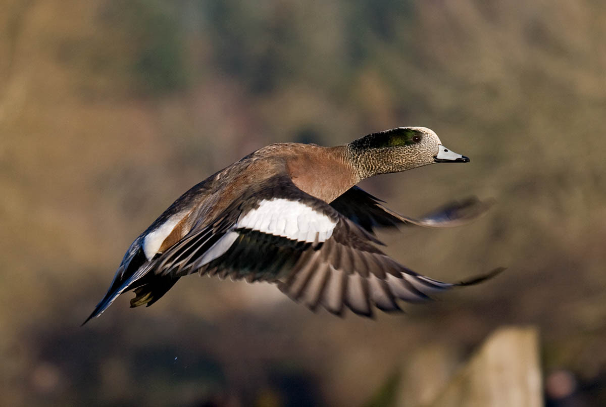 American Wigeon