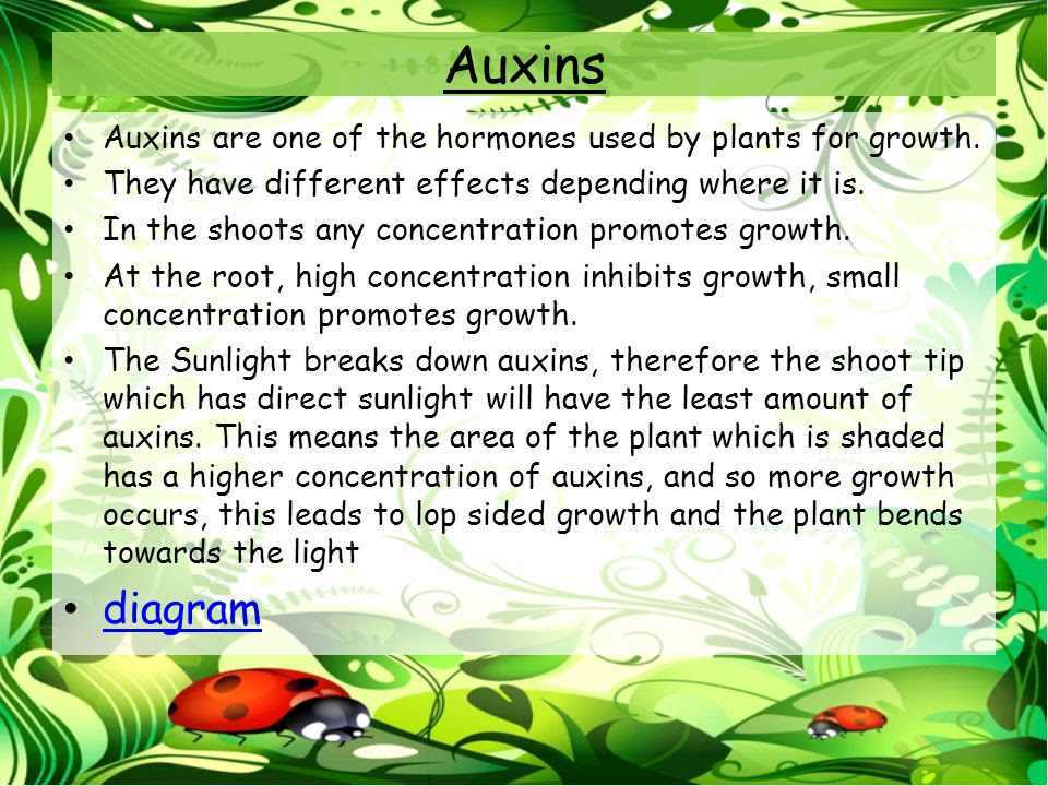 Image result for auxin producing area of a plant examples