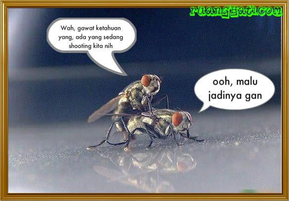 "Making Love di atas Mobil"