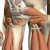 Diagram Of Hip.and Back.muscles / Muscle Anatomy Of The Hips Buttocks Everything You Need To Know Dr Nabil Ebraheim Youtube - Human muscles enable movement it is important to understand what they do in order to diagnose sports injuries and prescribe rehabilitation exercises.