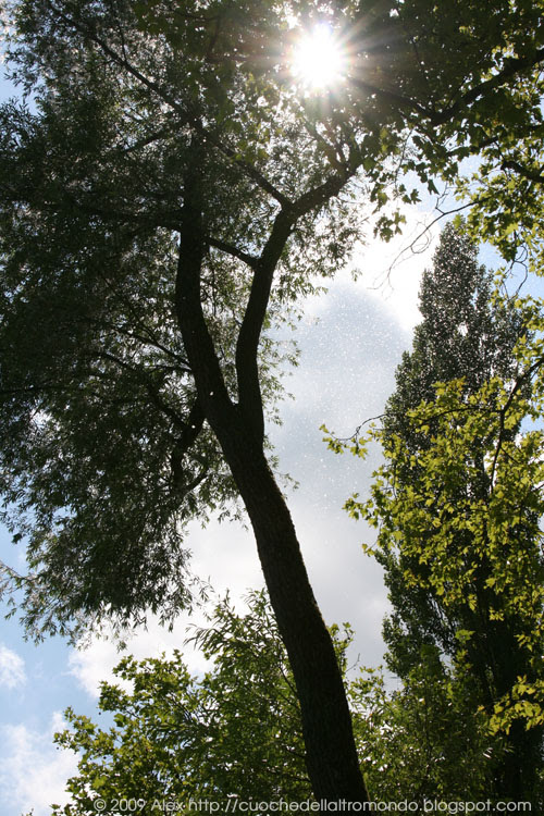 Sole tra gli alberi