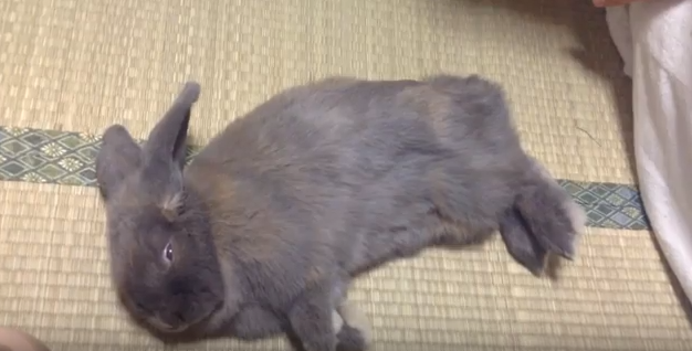 うさぎが突然横になる理由 ご機嫌なときに見せるしぐさだった うさぎの生活