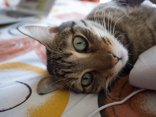 pet animals