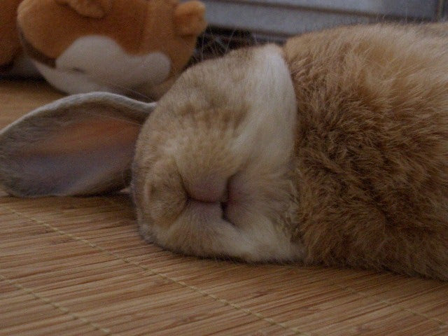よく寝るうさぎ 大吉な毎日 うさぎ日記
