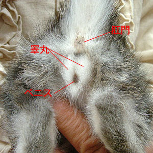 飼い主さんの落とし穴１