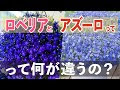 上 アズーロコンパクト 花��� 281679-アズーロコンパク�� 花壇