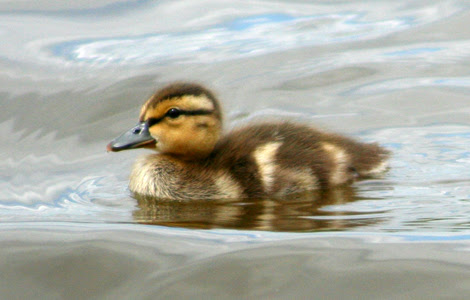 baby duckling