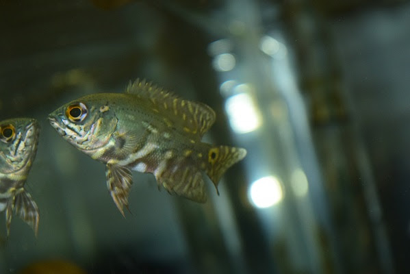 さかな紹介 静岡市の熱帯魚専門店 大型魚 古代魚 珍魚 World Rivers