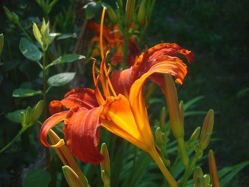  pictureperfect hemerocallis bloem excellence anthers masterphotographer 