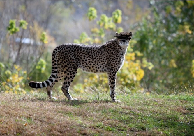 Rulings for Leopard Trading