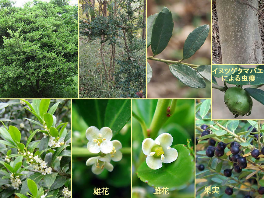 野山の草花 木々の花 植物検索図鑑 イヌツゲ