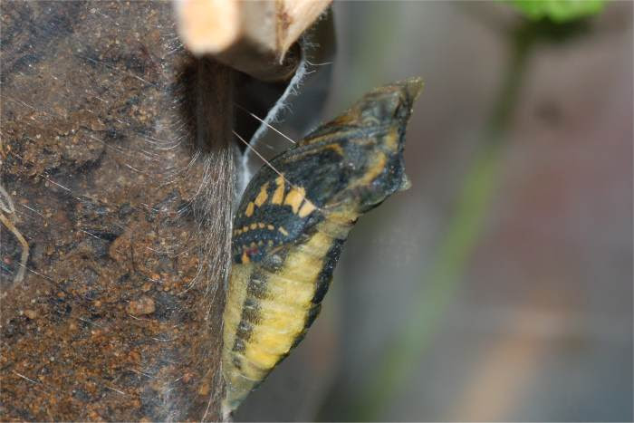 羽化直前のキアゲハ ｔｒｉｖｉａｌ ｉｍａｇｅｓ 楽天ブログ