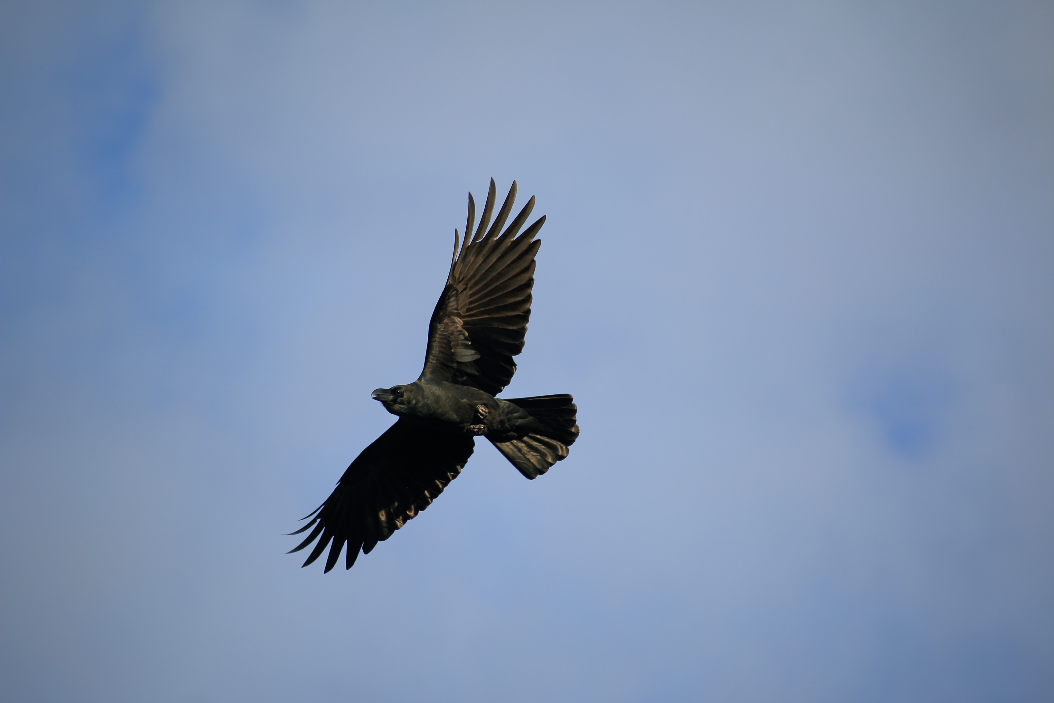 カラスに頭を蹴られて 考える 少人数制学習塾七つぼしゼミナール 野芥の塾 学習塾 進学塾