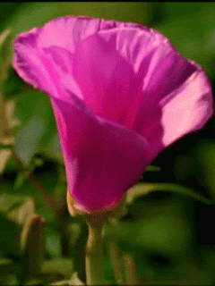 Blooming Flower :: Animated Pictures :: MyNiceProfile.com