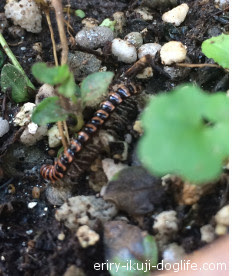 ガーデニングの鉢植えにムカデみたいな小さい虫が大量発生 正体は ヤスデ 花とくつろぐ 初心者から手軽に楽しむ花々