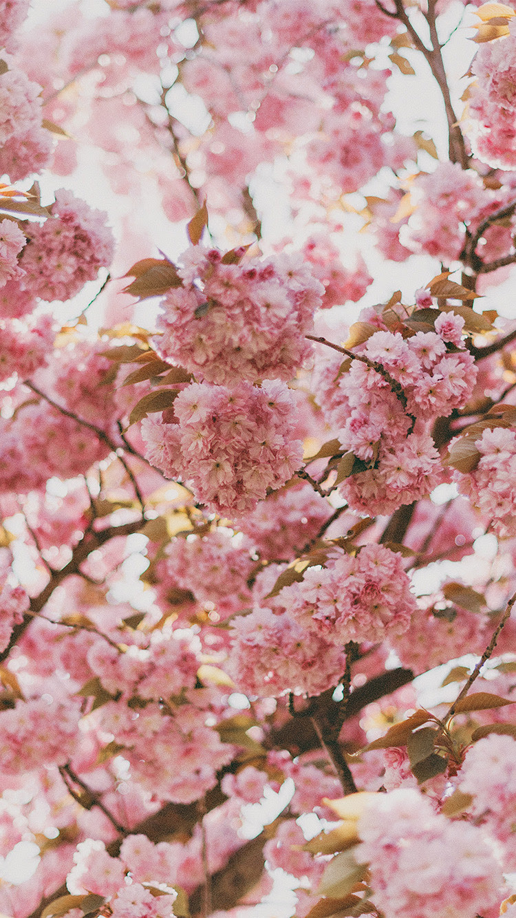 iPhone 6 wallpaper ni91 spring flower pink