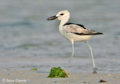 glucose intolerance weight loss program soda