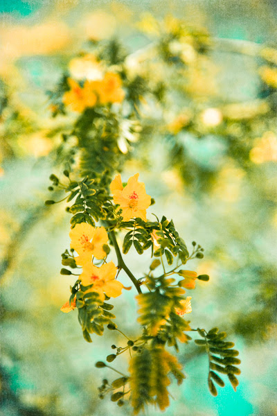 _MG_4813T