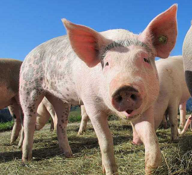 7. Pig