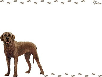 土佐犬 とさいぬ とさけん のイラスト 条件付フリー素材集