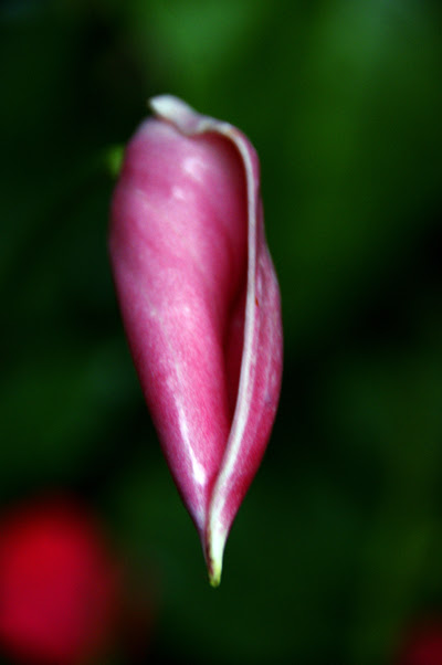 Pretty Flower
