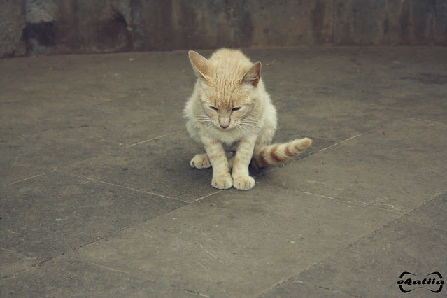 Sesión: Gatos Abandonados