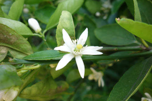 ファーム武岡物語 ライムの花