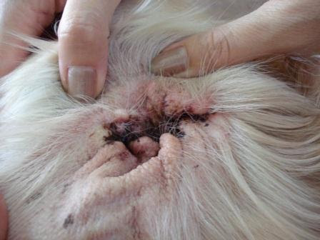 I4ブログ 12 09 06 愛犬に安全 安心な 強力消臭 除菌水 モルト フェリーチェ