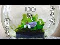 ベタ の 飼い 方 ビン 991932-ベタの飼い方 ビン