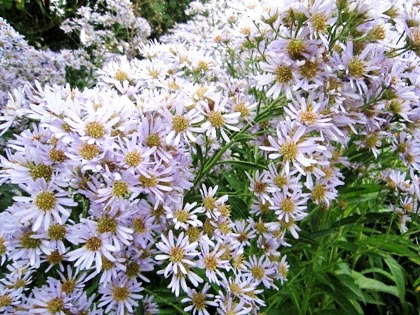 シオンの花言葉 意味とはフレーズ表現辞典