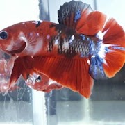 Info Terbaru Ikan Cupang Koi Galaxy, Gambar Keramik
