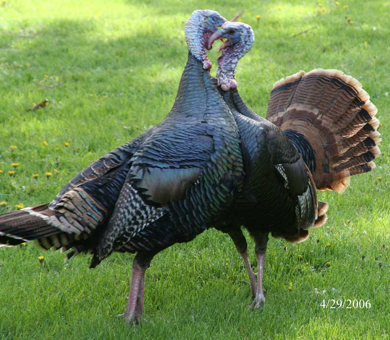 Robyn S Turkey Photo Page