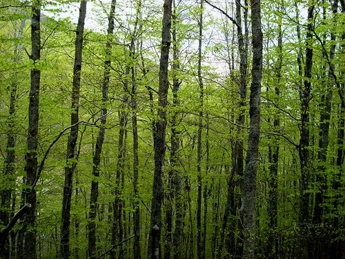 bosco di faggi