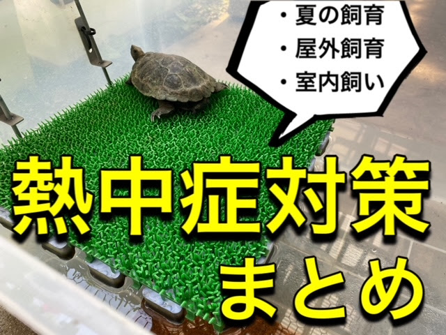 亀の熱中症対策 夏の飼育で気をつけること まとめ 21年版 まゆみん解説 亀の飼育 大辞典道場 マニアーナ まにあ道 趣味と遊びを極めるサイト