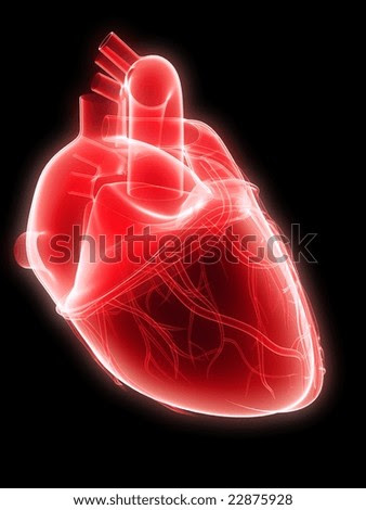 human heart diagram with human heart diagram with labels. human heart diagram with